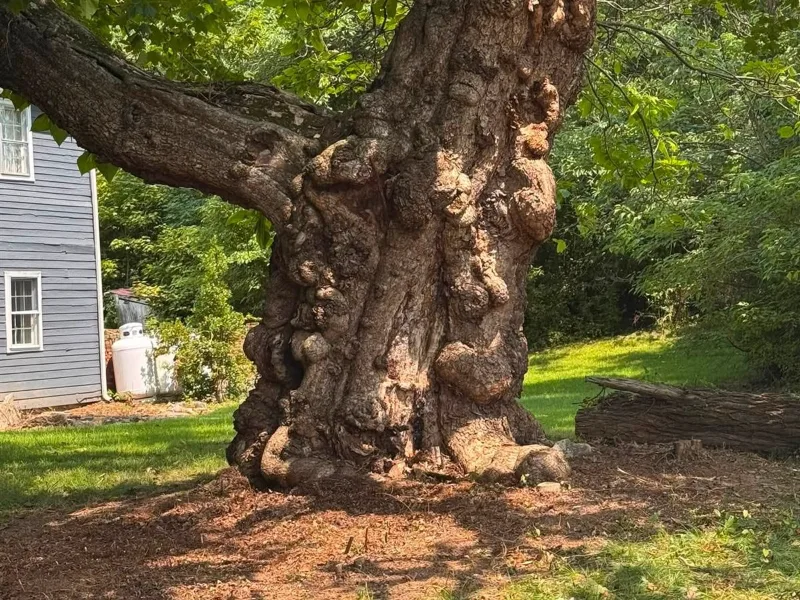 Large mature tree beside a house with fresh mulch around the trunk