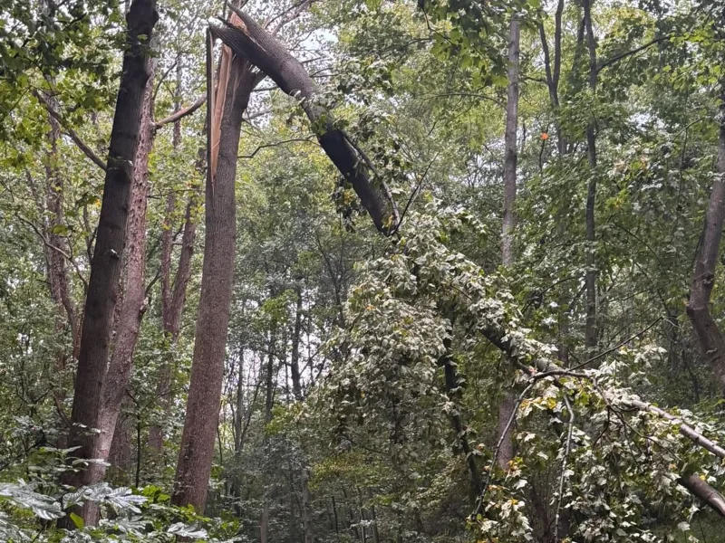 Storm-snapped tree hanging over a wooded drive